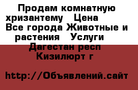 Продам комнатную хризантему › Цена ­ 250 - Все города Животные и растения » Услуги   . Дагестан респ.,Кизилюрт г.